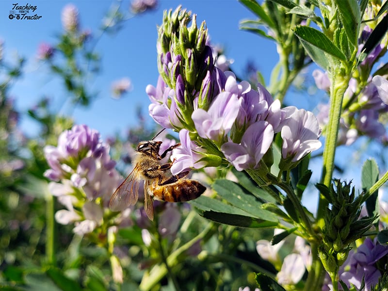 Honey bee on alfalfa