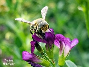 Leafcutter bee alfalfa seed pollination