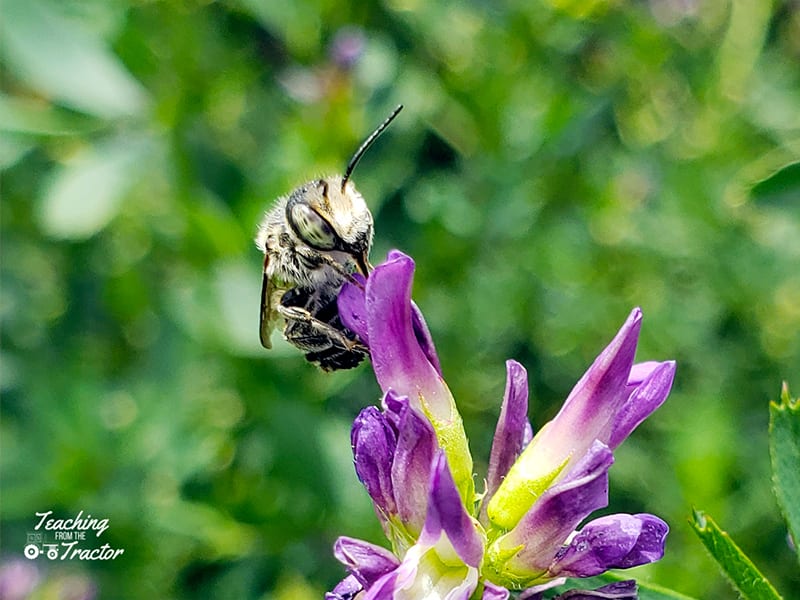 Leafcutter bee