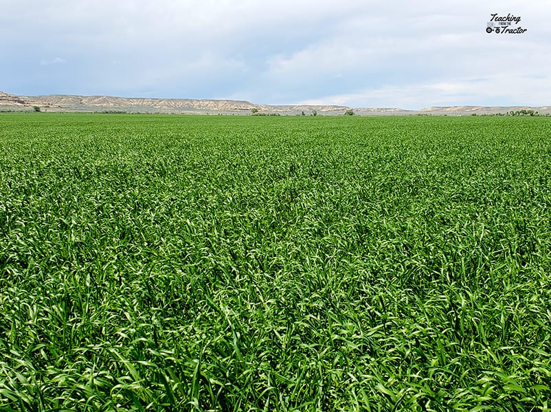 Barley 2018 crop year