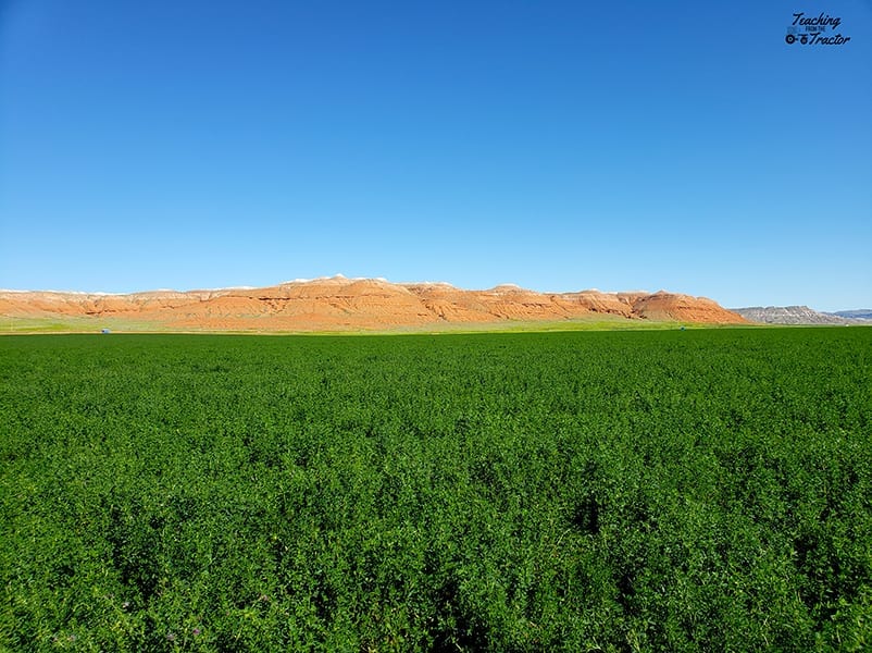 alfalfa seed- 2018 crop year