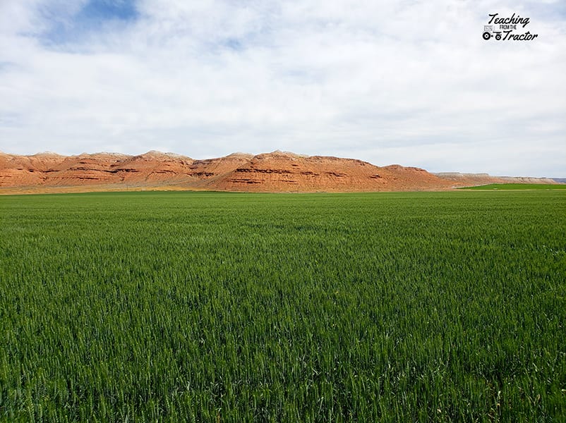 wheat 2018 crop year