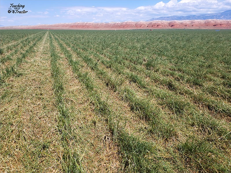 Alfalfa seed after the storm