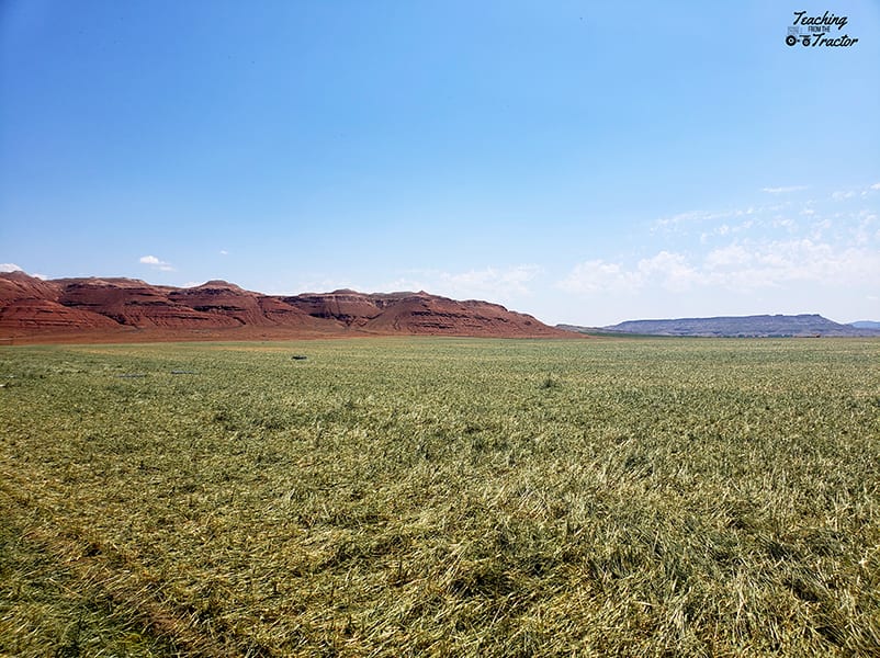 Spring wheat after the storm