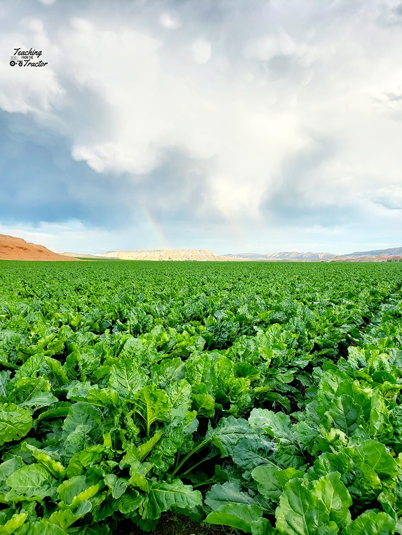 Sugar Beets 2019 crop years