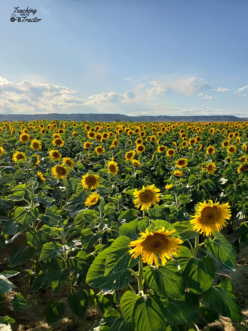 2019 crop years sunflowers