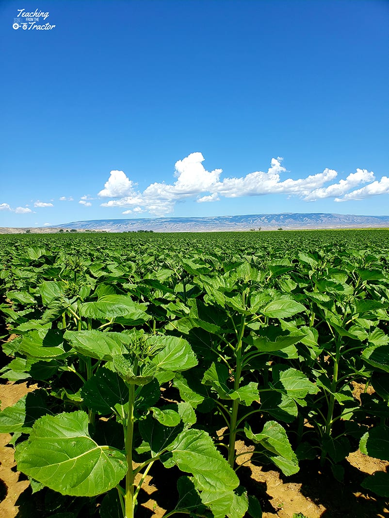 2019 crop years sunflowers