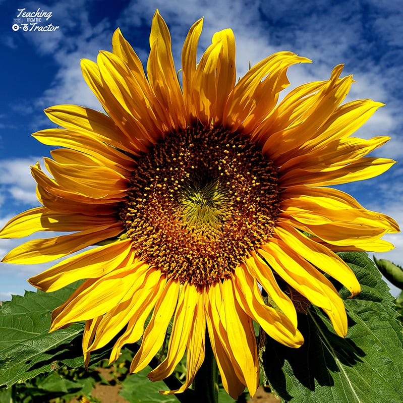 2019 crop years sunflower