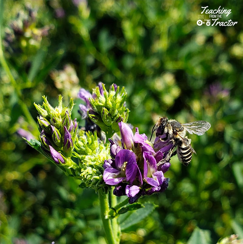 2019 crop years leafcutter bee