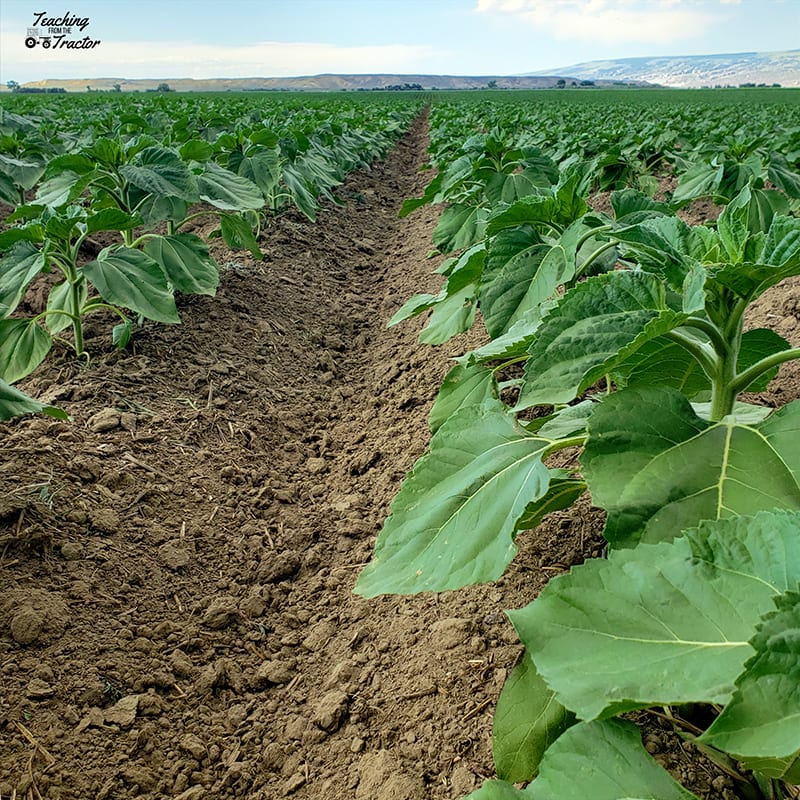 2019 crop years sunflower