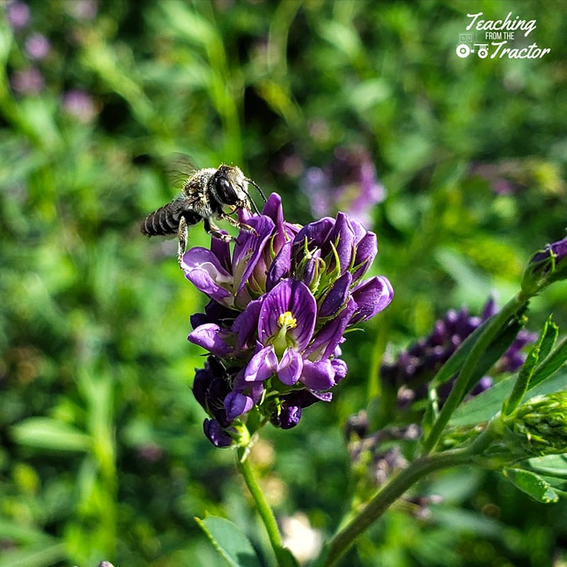 Leaf cutter bee