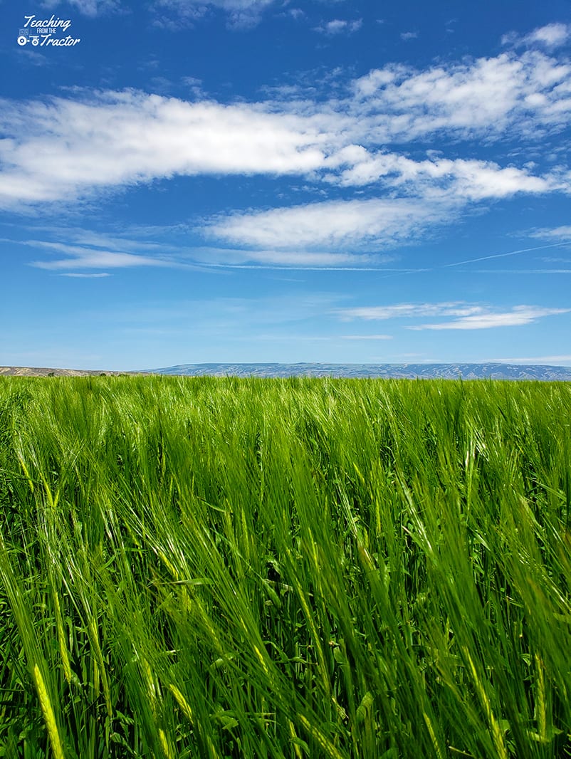 2019 crop years barley