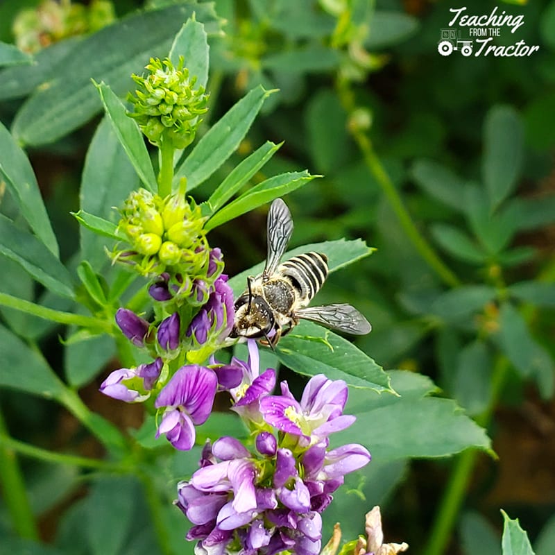 2019 crop years leafcutter bee
