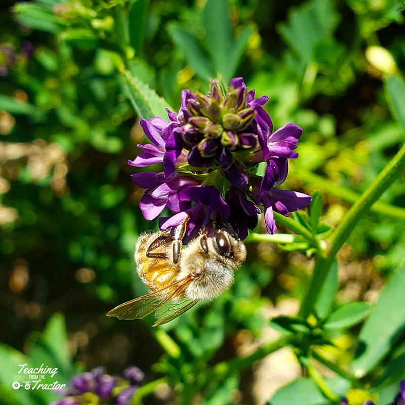 2019 crop years honeybee on alfalfa