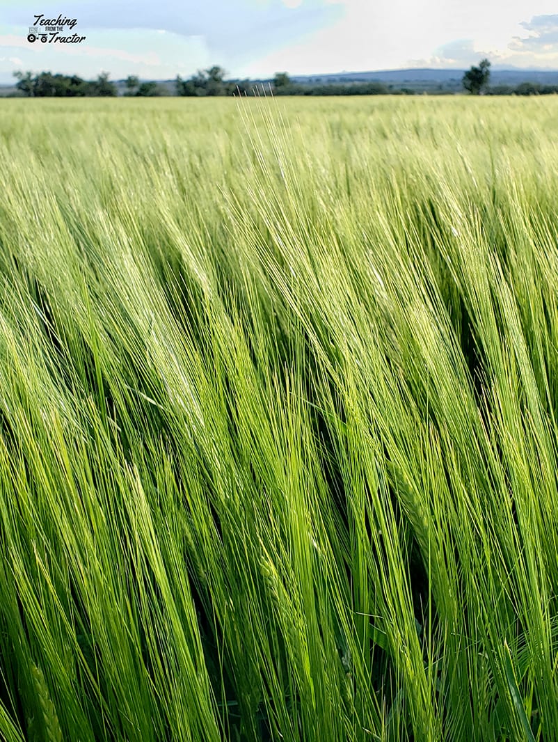2019 crop years barley