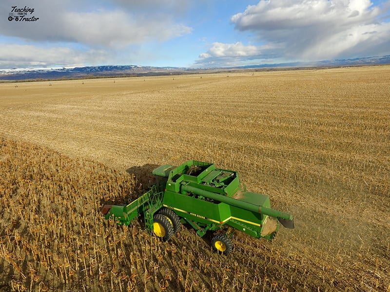 2019 crop years sunflower harvest