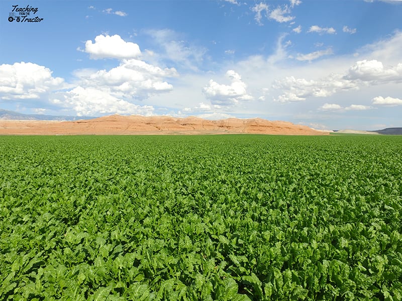 2019 crop years sugar beets